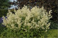 Persicaria polymorpha (1885_0.jpg)