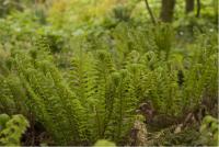 Polystichum aculeatum (1889_0.jpg)