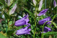 Campanula latifolia var. macrantha (191_0.jpg)