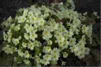 Primula vulgaris (1975_0.jpg)