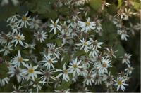 Aster divaricatus (2025_0.jpg)