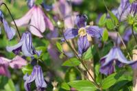 Clematis 'Hendersonii' (2049_0.jpg)