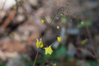 Epimedium 'Lemon Zest' (2071_0.jpg)