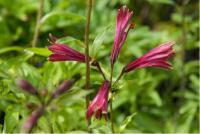 Alstroemeria psittacina (2088_0.jpg)