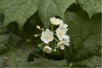 Diphylleia cymosa (2102_0.jpg)