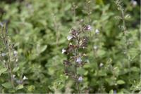 Calamintha nepeta 'Blue Cloud' (2175_0.jpg)