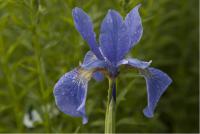 Iris 'Mountain Lake' (2199_0.jpg)