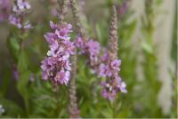 Lythrum salicaria 'Blush' (2204_0.jpg)