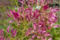 Cleome hassleriana 'Cherry Queen' (2325_0.jpg)