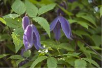 Clematis 'Helsingborg' (2347_0.jpg)