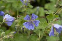 Geranium 'Philippe Vapelle' (2388_0.jpg)