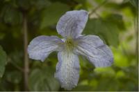 Clematis 'Emilia Plater' (2399_0.jpg)