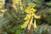 Corydalis cheilanthifolia (256_0.jpg)