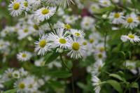 Erigeron annuus (2583_0.jpg)