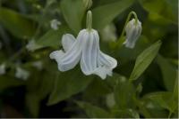 Clematis integrifolia 'Alba' (2598_0.jpg)