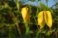 Clematis 'Aureolin' (2603_0.jpg)