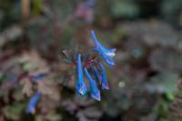 Corydalis 'Blue Heron' (2639_0.jpg)