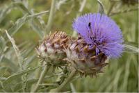 Cynara cardunculus (267_0.jpg)