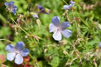 Geranium 'Blue Cloud' (2694_0.jpg)