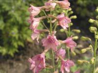 Delphinium ruysii 'Pink Sensation' (273_0.jpg)