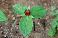 Trillium sessile Trillium sessile (2748_0.jpg)