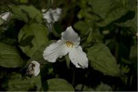 Trillium grandiflorum Trillium grandiflorum (2749_0.jpg)