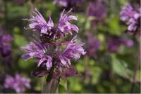 Monarda 'Mohawk' (2755_0.jpg)