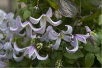 Clematis 'Pagoda' (2776_0.jpg)