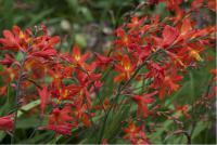 Crocosmia 'Carmin Brillant' (2800_0.jpg)