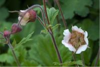 Geum 'Mrs W. Moore' (2808_0.jpg)