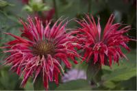 Monarda 'Gardenview Scarlet' (2824_0.jpg)