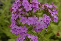 Phlox 'Hesperis' (2830_0.jpg)