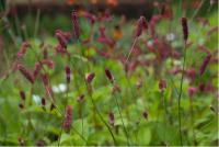 Sanguisorba officinalis 'Rock and Roll' (2838_0.jpg)