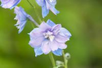 Delphinium 'Guinevere' (284_0.jpg)