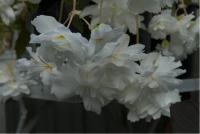 Begonia 'Illumination White' (2873_0.jpg)
