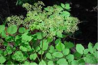 Aralia racemosa Aralia racemosa (2989_0.jpg)