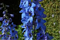 Delphinium 'Blauwal' (2998_0.jpg)