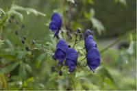 Aconitum henryi 'Spark' (29_0.jpg)