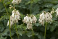 Dicentra 'Langtrees' ('Pearldrops' (304_0.jpg)