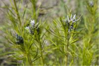 Amsonia hubrichtii (3179_0.jpg)