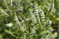 Mentha spicata 'Maroccan' (3182_0.jpg)