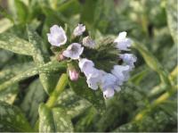 Pulmonaria 'Opal' (3202_0.jpg)