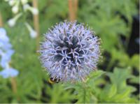 Echinops bannaticus 'Taplow Blue' (325_0.jpg)