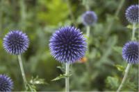 Echinops ritro 'Veitch's Blue' (326_0.jpg)