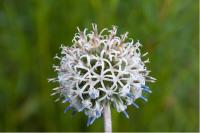 Echinops sphaerocephalus 'Arctic Glow' (327_0.jpg)