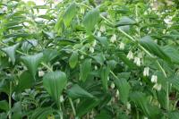 Polygonatum commutatum (3290_0.jpg)