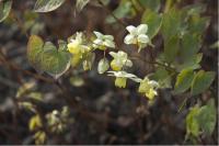 Epimedium x versicolor 'Sulphureum' (331_0.jpg)