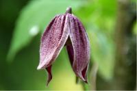 Clematis 'Brunette' (3346_0.jpg)