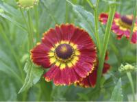 Helenium 'Königstiger' (3363_0.jpg)