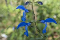 Salvia patens 'Guanajuato' (3464_0.jpg)